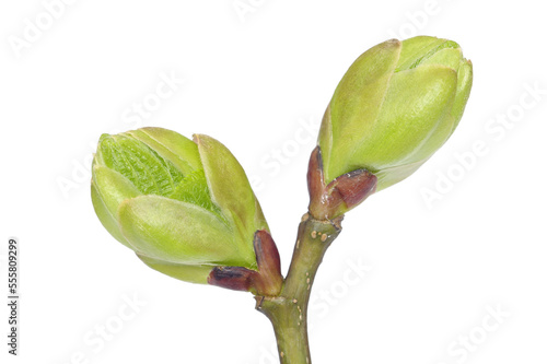 Tree Bud photo