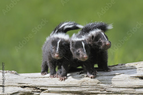 Striped Skunk Kits, Minnesota, USA