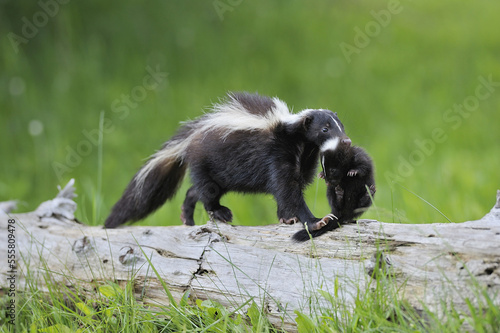 Striped Skunk carrying Young, Minnesota, USA photo