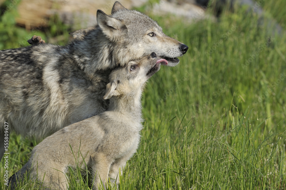 Gray Wolf Pup Licking Mother, Minnesota, USA