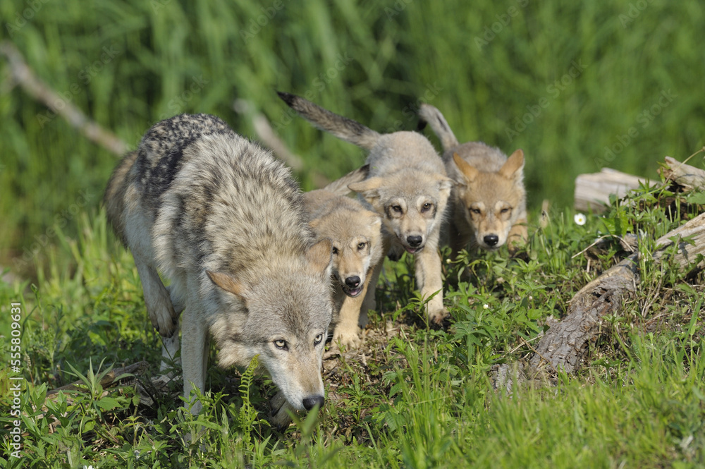 Gray Wolf with Pups, Minnesota, USA Gray Wolf with Pups, Minnesota, USA