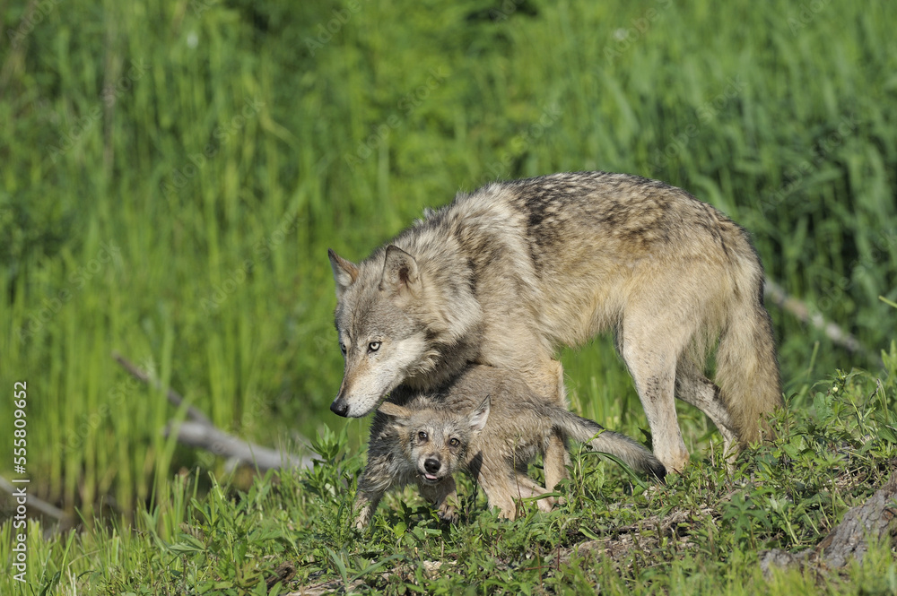 Gray Wolf with Pup, Minnesota, USA Gray Wolf with Pup, Minnesota, USA