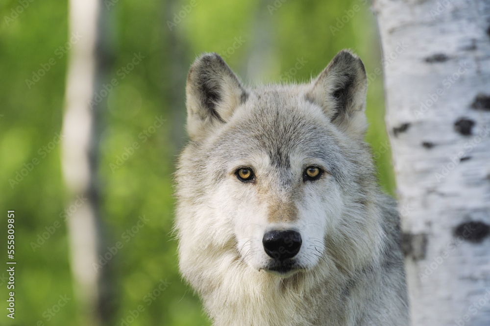 Portrait of Timber Wolf, Minnesota, USA Portrait of Timber Wolf, Minnesota, USA