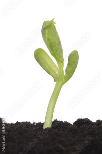 Bean Seedling on White Background