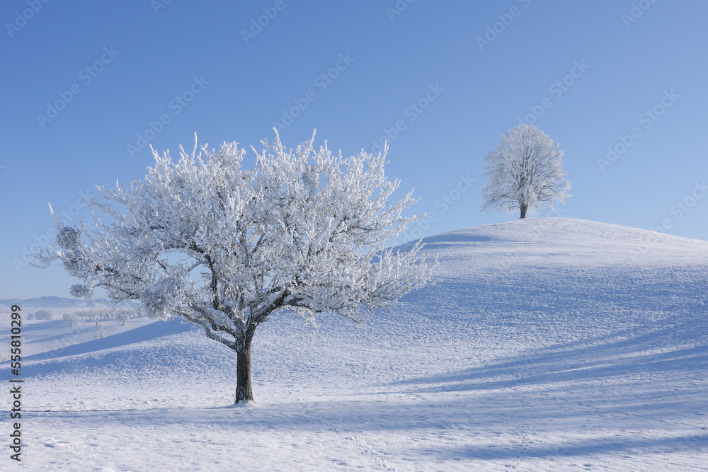 Trees with Hoar-frost, Canton of Zug, Switzerland Trees with Hoar-frost, Canton of Zug, Switzerland