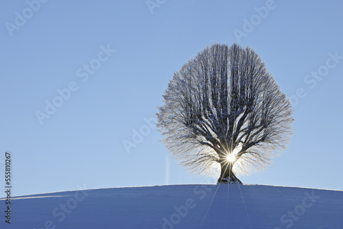 Lime Tree on Hill, Canton of Berne, Switzerland