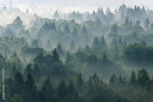 Morning Mist in Forest, Isar Valley, Wolfratshausen, Upper Bavaria, Bavaria, Germany