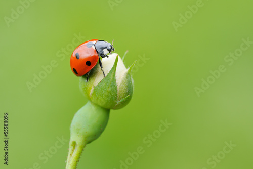 Seven spot Ladybird  (Coccinella septempunctata) at bud of wild rose. Franconia, Bavaria, Germany.