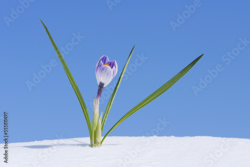 Crocus Vernus in Snow, Franconia, Bavaria, Germany