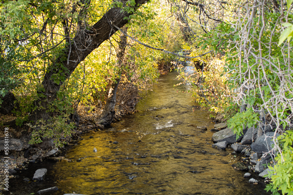Fototapeta premium small stream in the forest