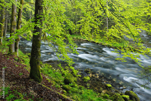 Spring Foliage along Orbe River, Vallorbe, Jura Mountains, Canton of Vaud, Switzerland photo