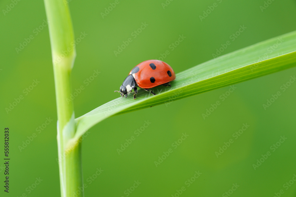 Seven Spot Ladybird (Coccinella septempunctata) on grass, against green background. Bavaria, Germany. Seven Spot Ladybird (Coccinella septempunctata) on grass, against green background. Bavaria, Germany.