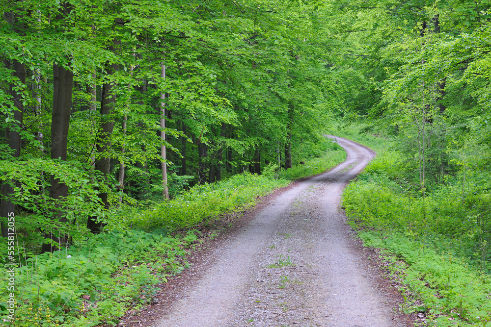 Forest cart road through spring beech forest with lush green foliage. Hainich National Park, Thuringia, Germany. Forest cart road through spring beech forest with lush green foliage. Hainich National Park, Thuringia, Germany.