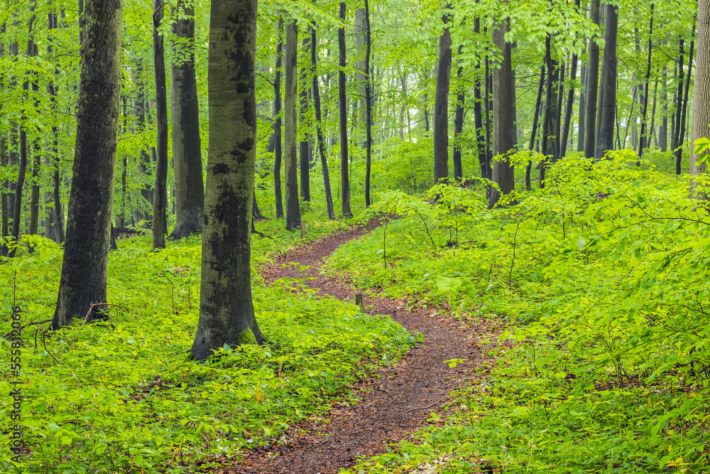 Footpath through spring beech forest with lush green foliage. Hainich National Park, Thuringia, Germany. Footpath through spring beech forest with lush green foliage. Hainich National Park, Thuringia, Germany.