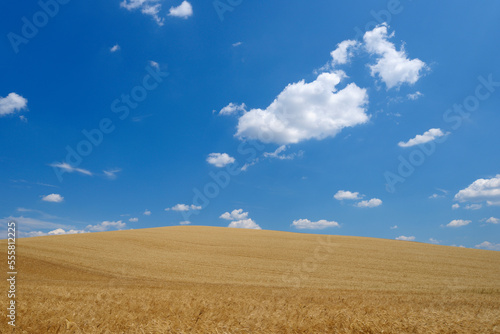 Wheat Field with Puffy Clouds in Sky in Summer, Val d Orcia, Siena Province, Tuscany, Italy photo