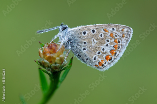 Wallpaper Mural Common Blue Butterfly (Polyommatus icarus), Bavaria, Germany Torontodigital.ca