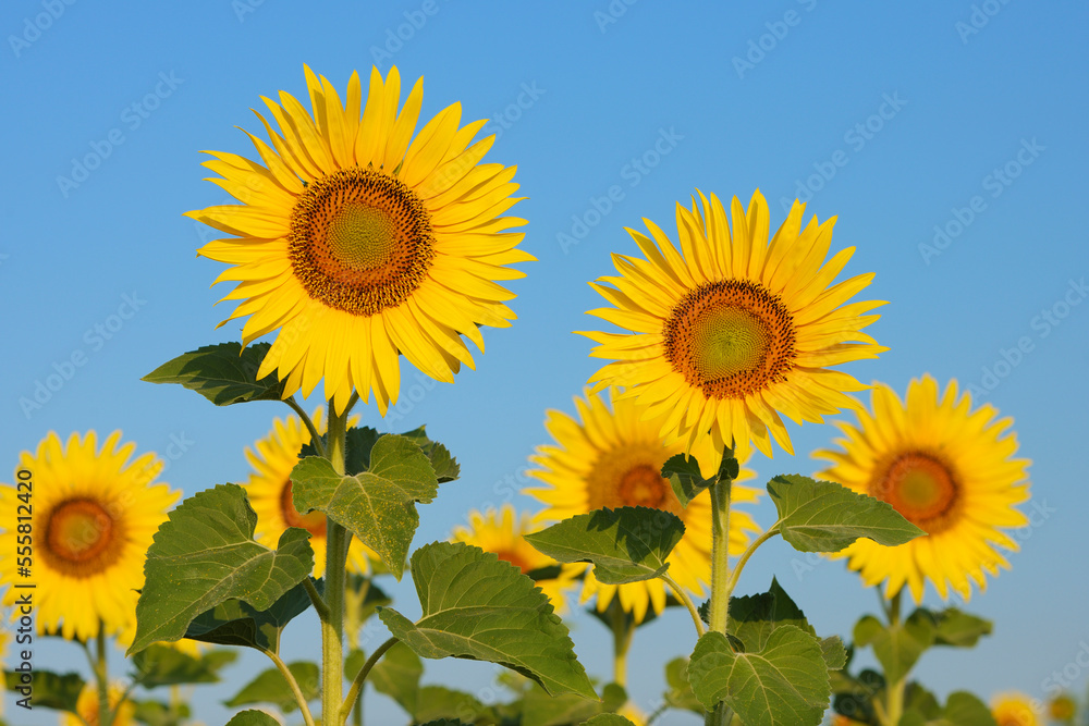 Common Sunflowers (Helianthus annuus) against Clear Blue Sky, Tuscany, Italy Common Sunflowers (Helianthus annuus) against Clear Blue Sky, Tuscany, Italy