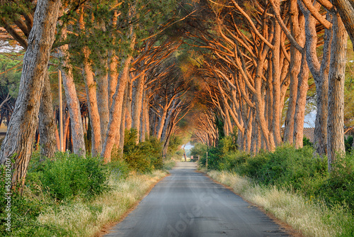 Avenue Lined with Pine Trees at Sunrise, Tuscany, Italy photo