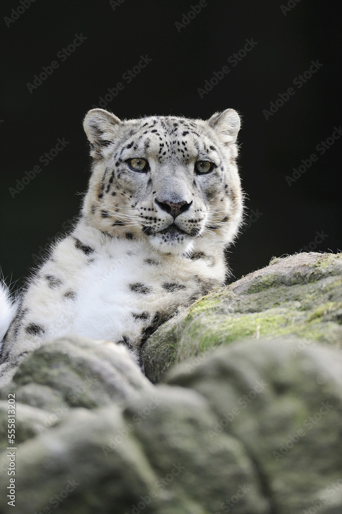 Portrait of Snow Leopard (Panthera unica) in Zoo, Nuremberg, Bavaria, Germany Portrait of Snow Leopard (Panthera unica) in Zoo, Nuremberg, Bavaria, Germany