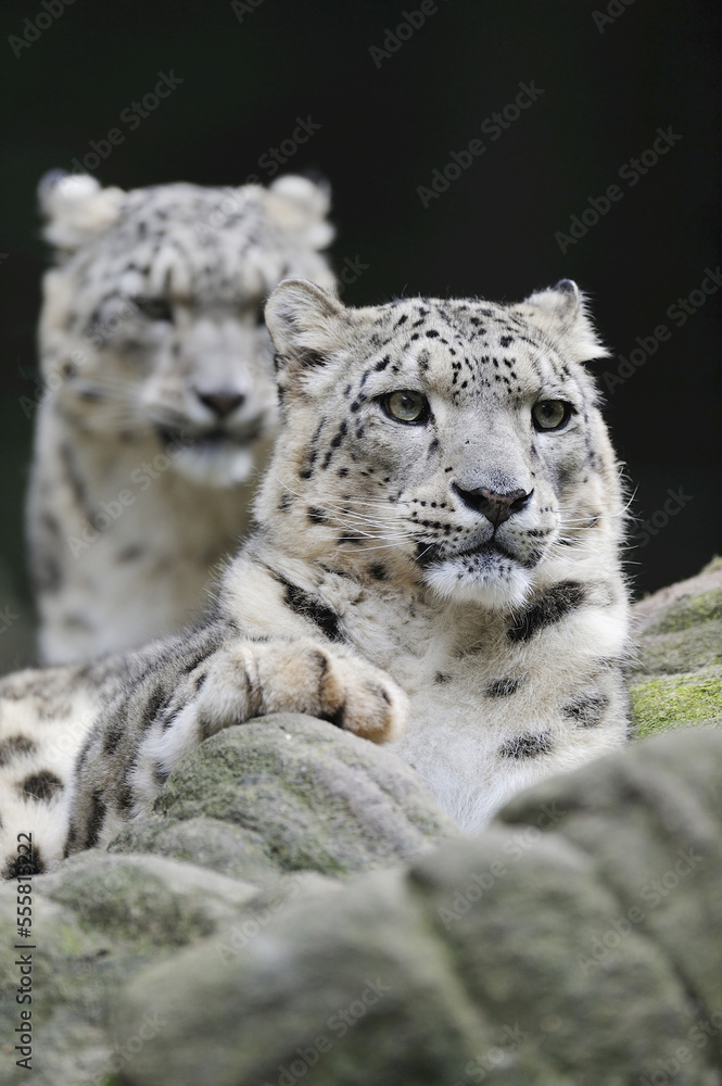 Portrait of Snow Leopards (Panthera unica) in Zoo, Nuremberg, Bavaria, Germany Portrait of Snow Leopards (Panthera unica) in Zoo, Nuremberg, Bavaria, Germany
