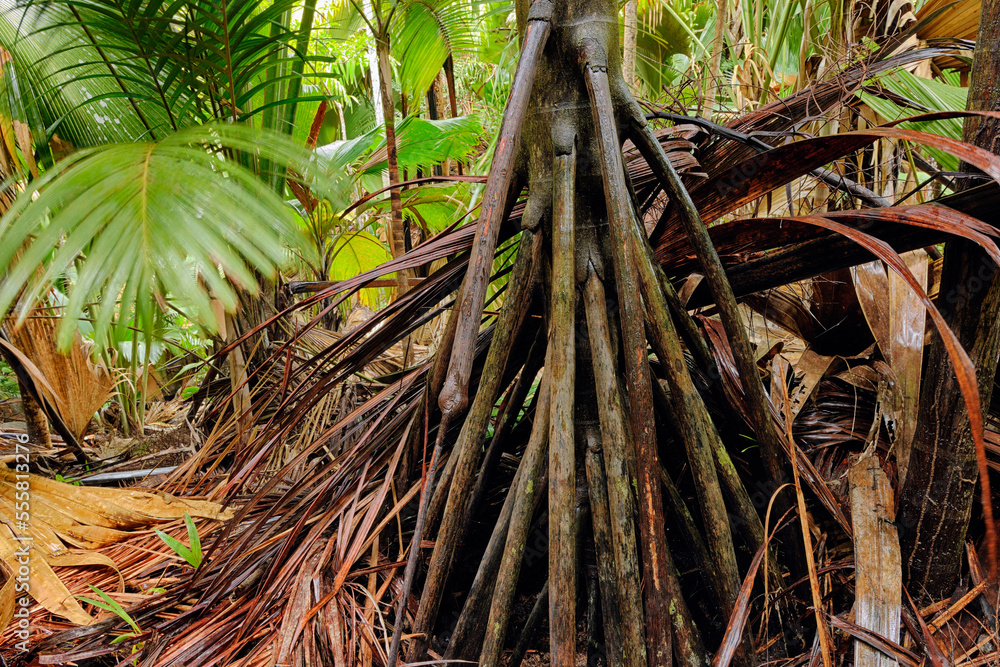 Rainforest, Vallee de Mai Nature Preserve, Praslin, Seychelles Rainforest, Vallee de Mai Nature Preserve, Praslin, Seychelles