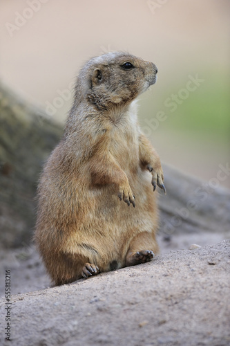 Portrait of Black-tailed Prairie Dog (Cynomys ludovicianus) Standing on Hind Legs in Zoo, Nuremberg, Bavaria, Germany photo