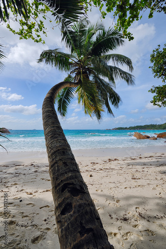 Palm Tree, Anse Lazio Beach, Baie Sainte Anne District, Praslin, Seychelles photo