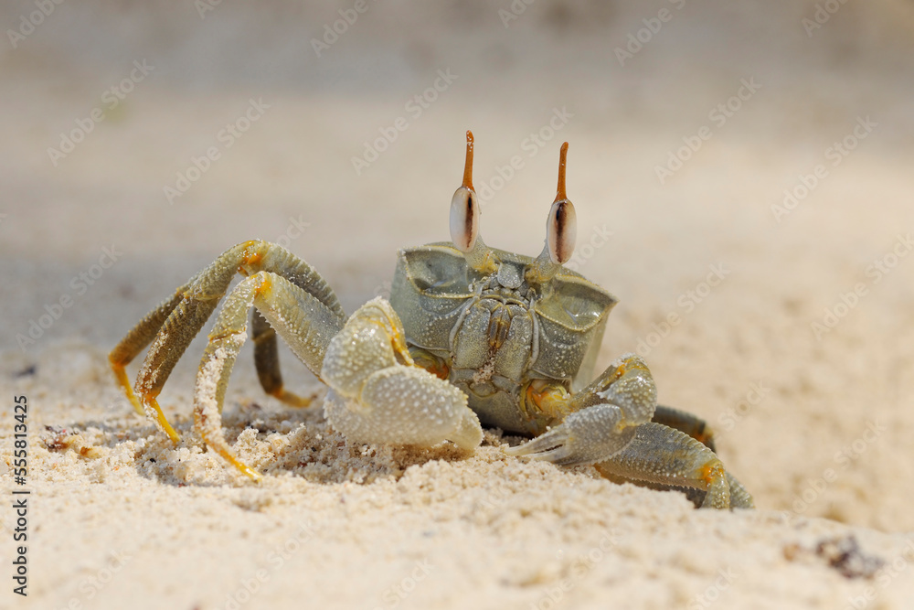 Horn-eyed Ghost Crab (Ocypode ceratophthalma) on Beach, Mahe, Seychelles Horn-eyed Ghost Crab (Ocypode ceratophthalma) on Beach, Mahe, Seychelles