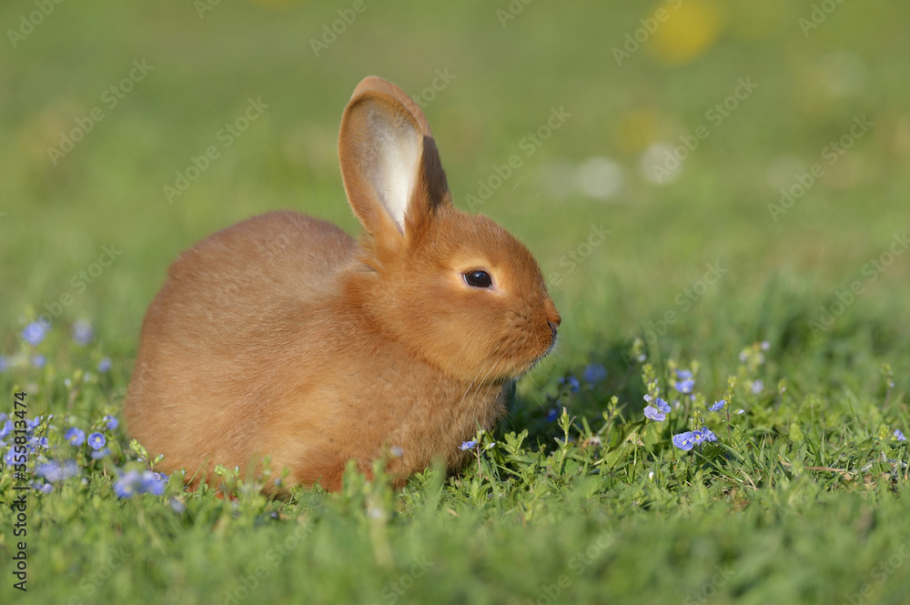 Portrait of Baby Rabbit in Spring Meadow, Bavaria, Germany Portrait of Baby Rabbit in Spring Meadow, Bavaria, Germany