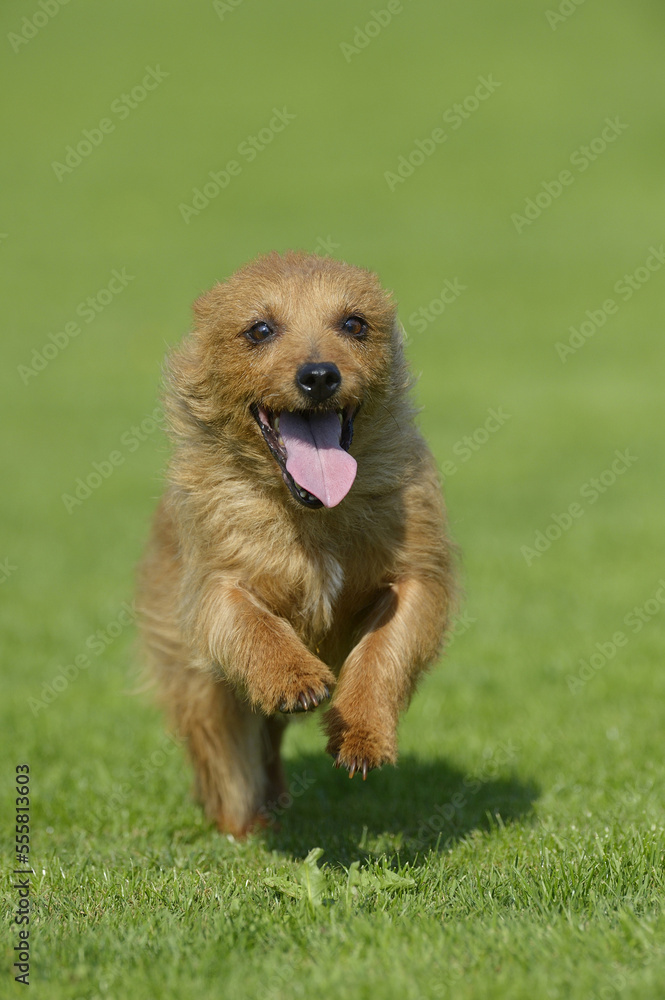 Australian Terrier Running in Meadow, Bavaria, Germany Australian Terrier Running in Meadow, Bavaria, Germany
