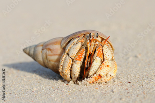 Close-up of Hermit Crab (Anomura) on Sand of Beach, La Digue, Seychelles photo