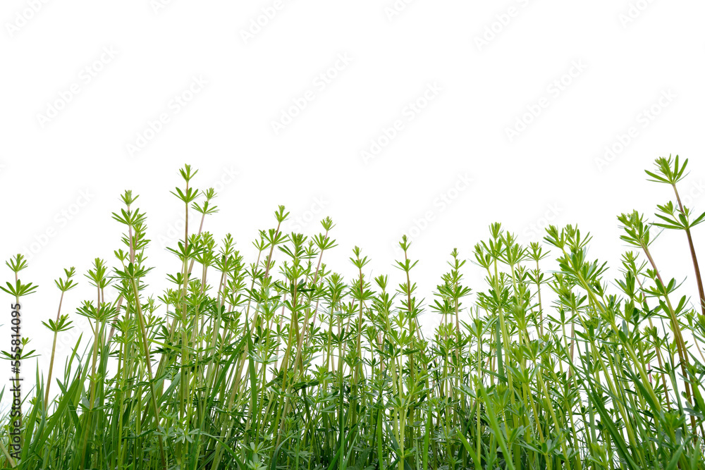 Hedge Bedstraw (Galium mollugo) Leaves in Spring on White Background Hedge Bedstraw (Galium mollugo) Leaves in Spring on White Background