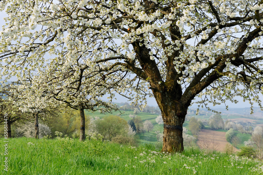 Cherry Tree Blossoming in Meadow in Spring, Baden Wurttemberg, Rhine Valley, Germany Cherry Tree Blossoming in Meadow in Spring, Baden Wurttemberg, Rhine Valley, Germany