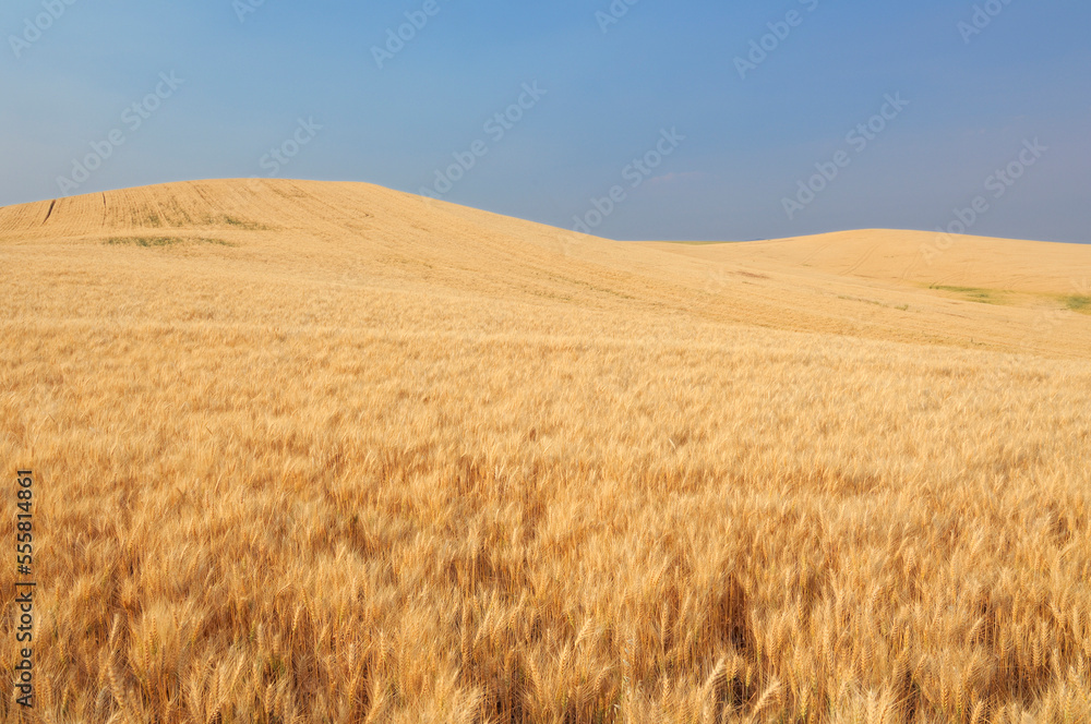 Golden ripe wheat field ready for harvesting in the Palouse Region near Colfax in Whitman County, Washington State, USA Golden ripe wheat field ready for harvesting in the Palouse Region near Colfax in Whitman County, Washington State, USA