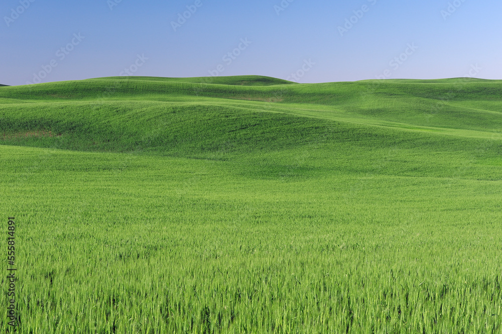 Green wheat field and blue sky in the Palouse Region near Colfax in Whitman County, Washington State, USA Green wheat field and blue sky in the Palouse Region near Colfax in Whitman County, Washington State, USA