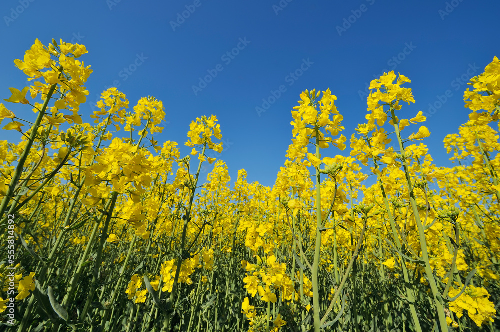 Low angle of canoola (Brassica napus) flowers in field against a clear blue sky in Bavaria, Germany Low angle of canoola (Brassica napus) flowers in field against a clear blue sky in Bavaria, Germany