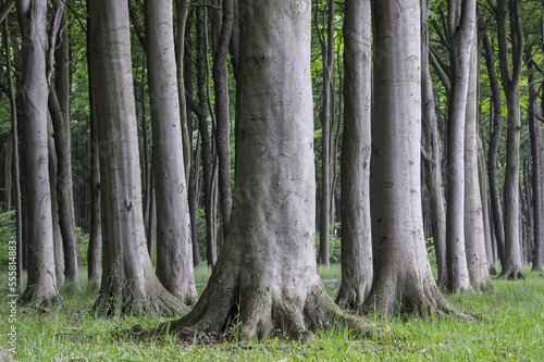 Low section of tree trunks in a beech tree (Fagus sylvatica) forest in Mecklenburg Vorpommern, Germany photo