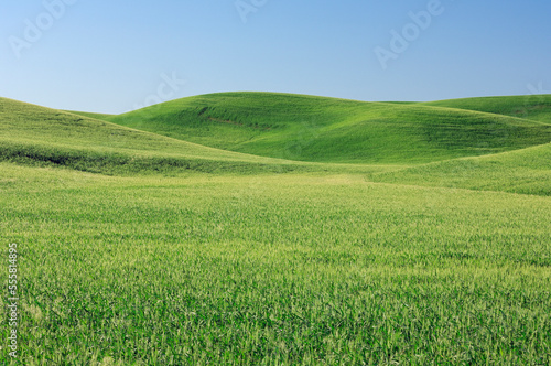 Green wheat field and blue sky in the Palouse Region near Colfax in Whitman County, Washington State, USA