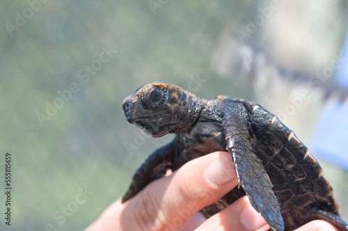 Close-up of Turtle, The Turtle Hospital, Marathon Dolphin Sanctuary, Marathon, Florida Keys, Florida, USA photo