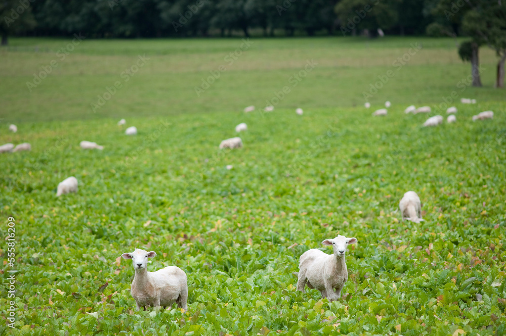 Sheep, South Island, New Zealand Sheep, South Island, New Zealand