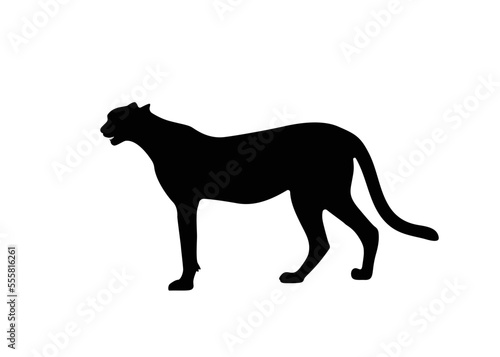 Cheetah big wild cat african design character vector illustration on white background. Vector of flat hand drawn cheetah isolated. © SIRAPOB