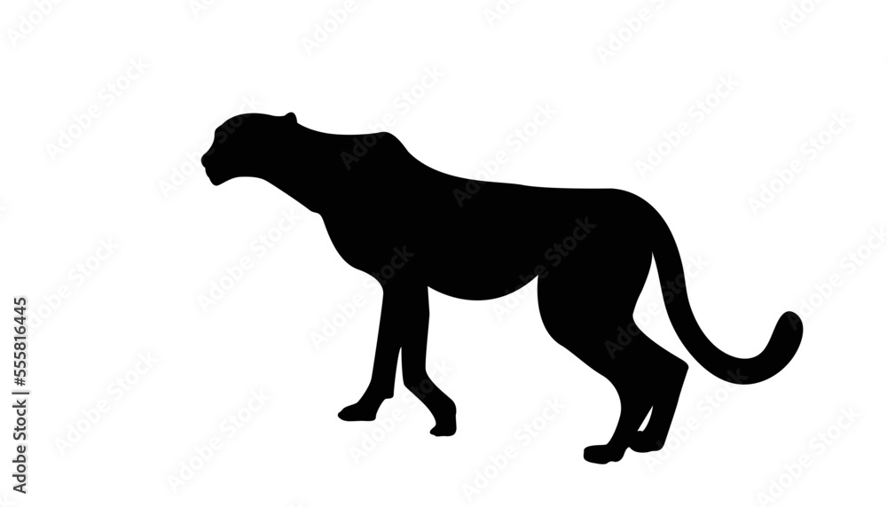 Cheetah big wild cat african design character vector illustration on white background. Vector of flat hand drawn cheetah isolated.