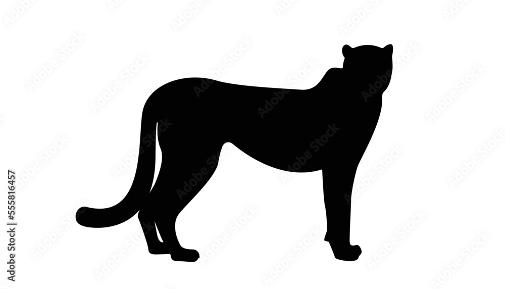 Cheetah big wild cat african design character vector illustration on white background. Vector of flat hand drawn cheetah isolated.