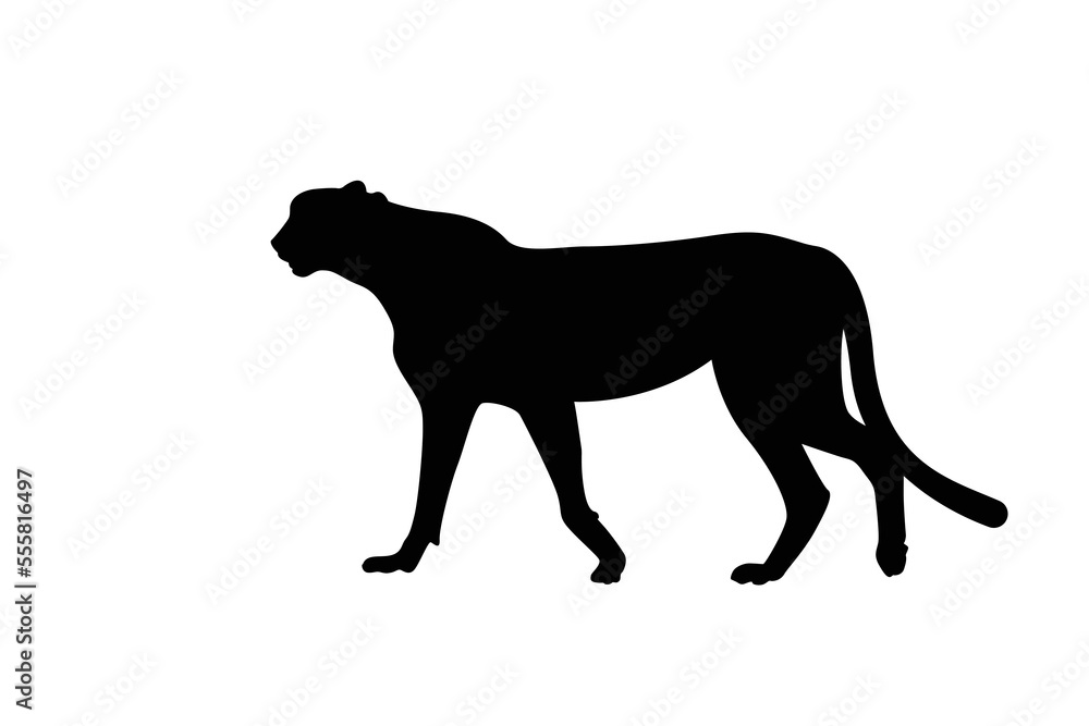 Cheetah big wild cat african design character vector illustration on white background. Vector of flat hand drawn cheetah isolated.