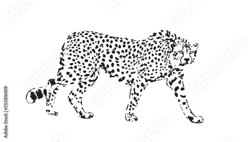 Cheetah, exotic african wild animal. Cheetah on white background logo. vector Cheetah, guepard wild cats graphic illustration.