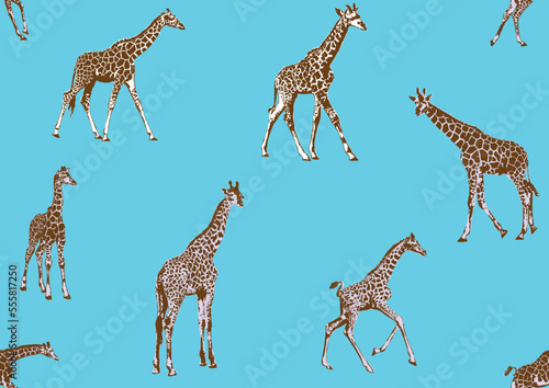 Seamless pattern, background with adult giraffe and baby giraffe. Realistic drawing, animals. Vector illustration. Isolated on white background.