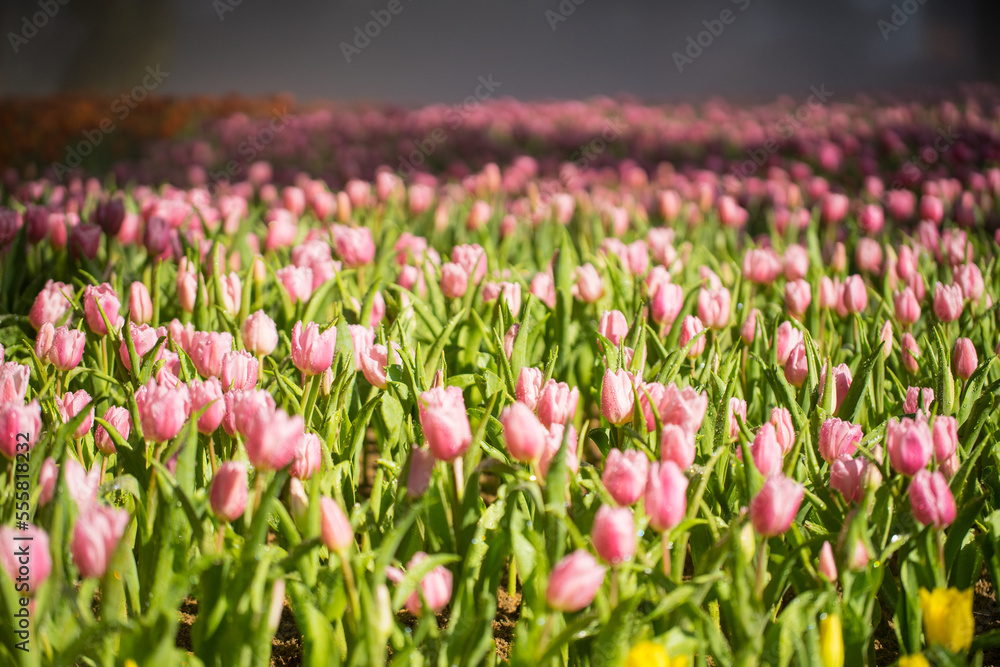 Beautiful tulip field