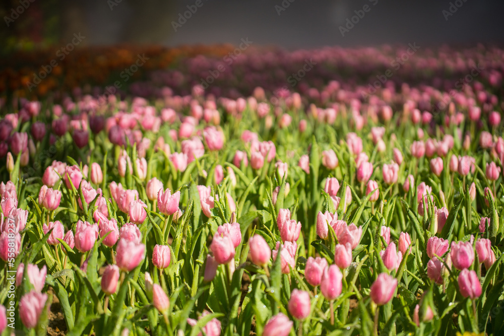 Beautiful tulip field