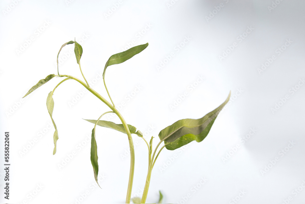 Obraz premium Chinese spinach or in Indonesia it is called kangkung. white background