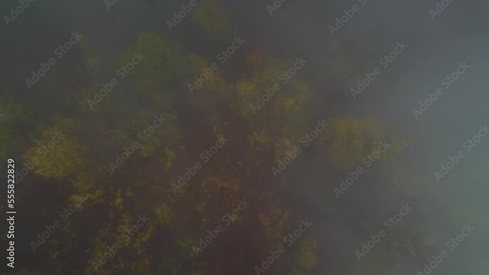Autumn forest trees disappearing in thick fog. A bird's eye view straight down. Mysterious and eerie atmosphere on a cold morning Autumn forest trees disappearing in thick fog. A bird's eye view straight down. Mysterious and eerie atmosphere on a cold morning